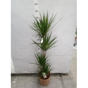 Dracaena marg.