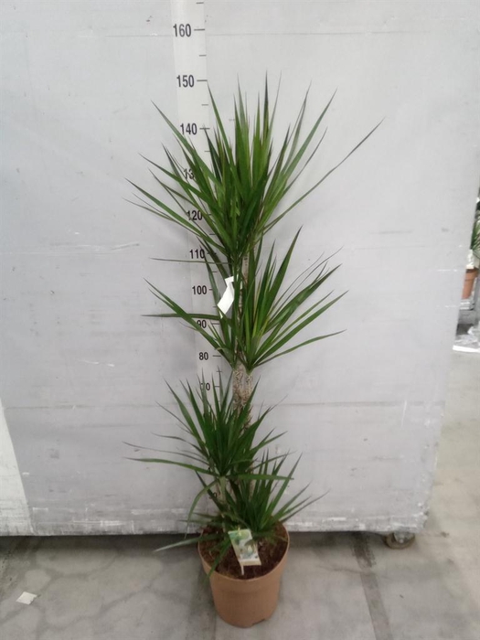 <h4>Dracaena marg.</h4>