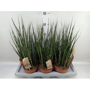 Sansevieria  'Fernwood'