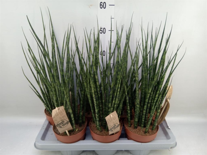 <h4>Sansevieria  'Fernwood'</h4>
