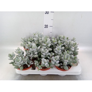 Cotyledon  'Coral'