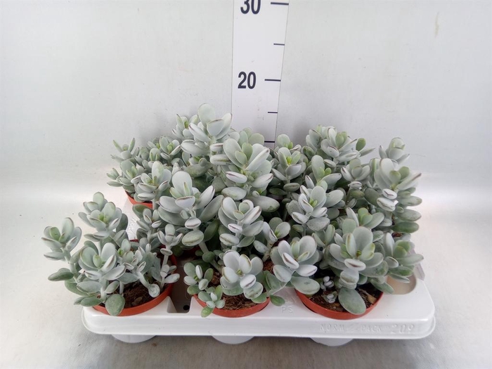 <h4>Cotyledon  'Coral'</h4>