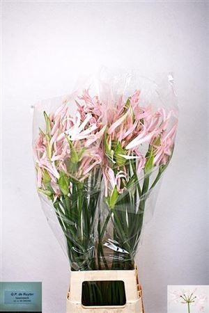 Nerine Bo Sofie