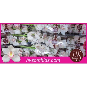 CYMB T KILIMANJARO 60 CM