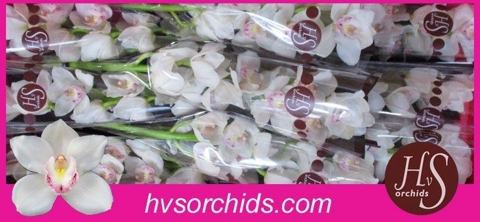 <h4>CYMB T KILIMANJARO 60 CM</h4>