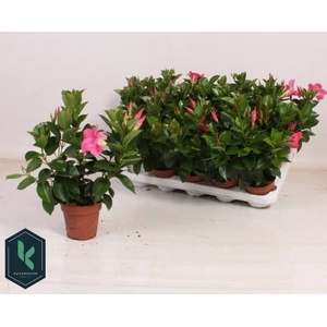 MANDE RIO LIGHT PINK