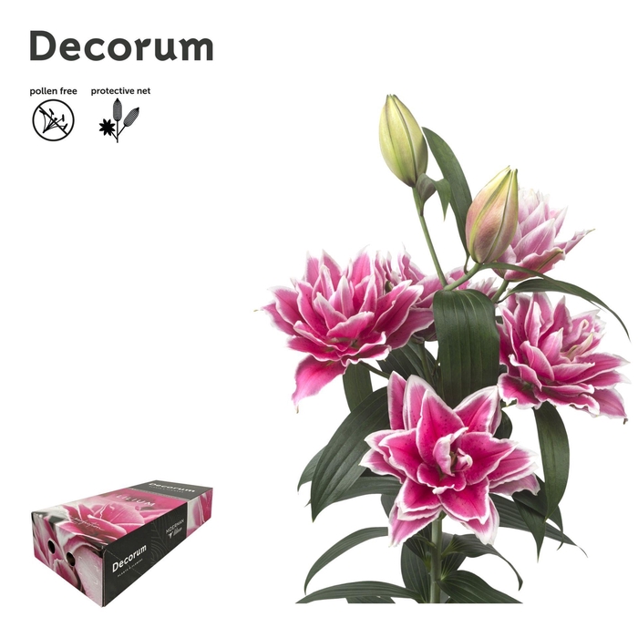 <h4>LI ROSELILY SAMANTHA 5+ XL Decorum Box</h4>