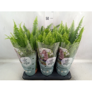 Nephrolepis exal. 'Green Lady'