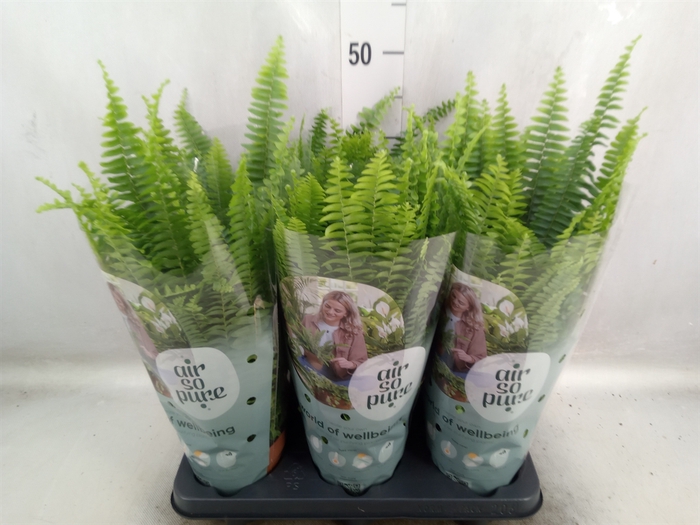 Nephrolepis exal. 'Green Lady'