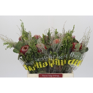 BQ Banksia Coccinea SFB