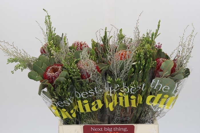 <h4>BQ Banksia Coccinea SFB</h4>