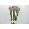 Allium Ampeloprasum