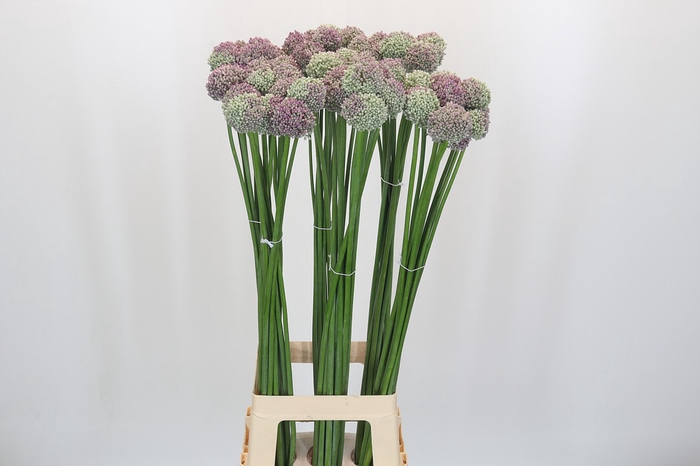 <h4>Allium Ampeloprasum</h4>