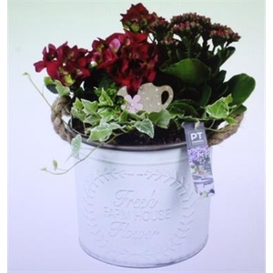 2471 ZINK WIT ROZE HORTENSIA