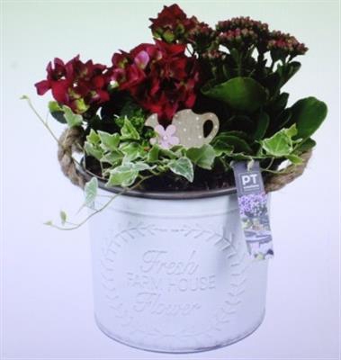 <h4>2471 ZINK WIT ROZE HORTENSIA</h4>