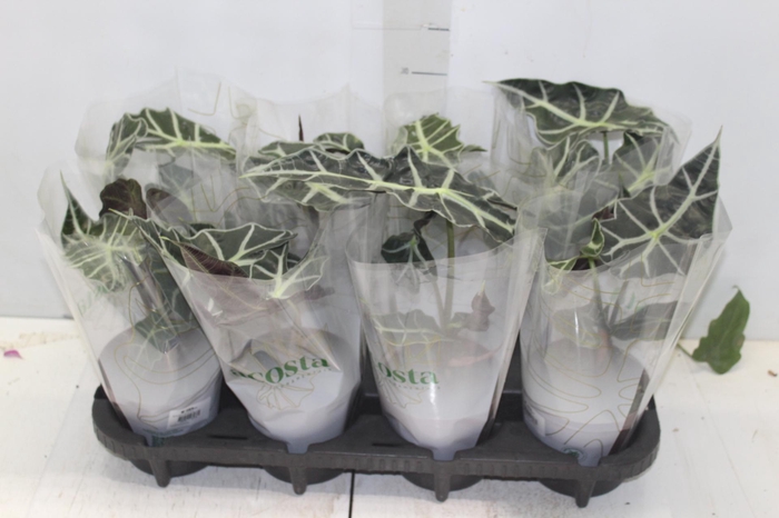 <h4>ALOCASIA POLLY P12</h4>