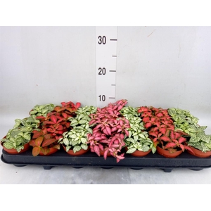 Fittonia   ...mix 7