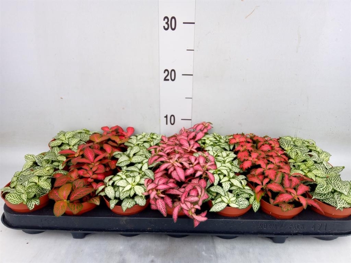 <h4>Fittonia   ...mix 7</h4>