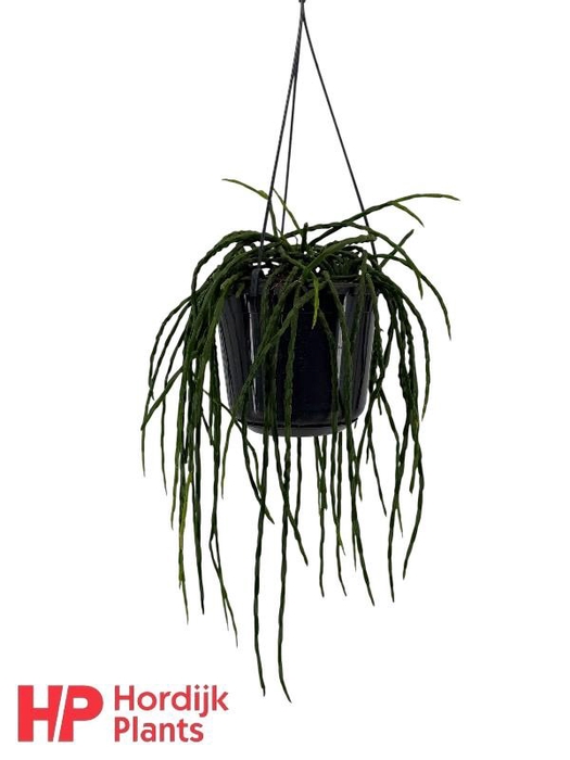 <h4>Rhipsalis Paradoxa hangpot Minor</h4>
