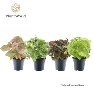Syngonium gemengd