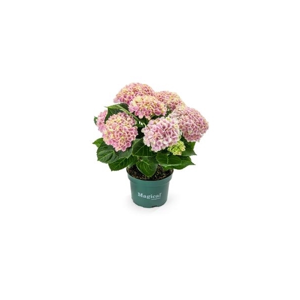 <h4>Hydrangea marc. Magical Revolution 10.5 cm Roze 3-5 Bloem</h4>