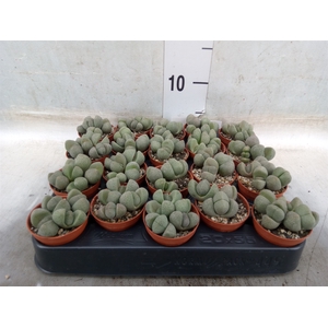 Lithops spp.
