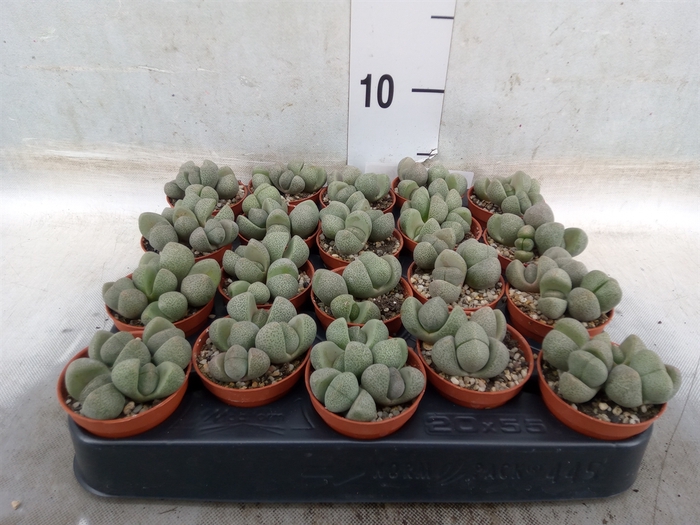 <h4>Lithops spp.</h4>
