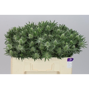 Eryngium Sirius