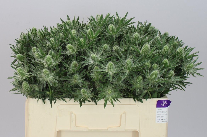 <h4>Eryngium Sirius</h4>