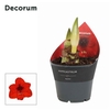 Hippeas Rood 2steel Decorum