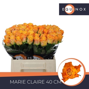 R GR MARIE-CLAIRE!