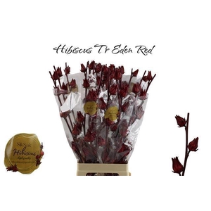 HIBIS TR EDEN RED