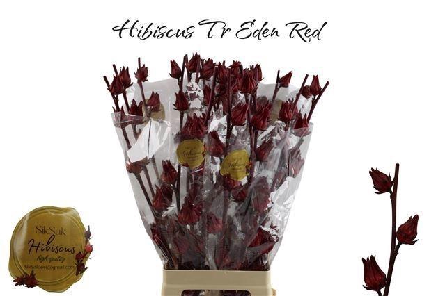 <h4>HIBIS TR EDEN RED</h4>
