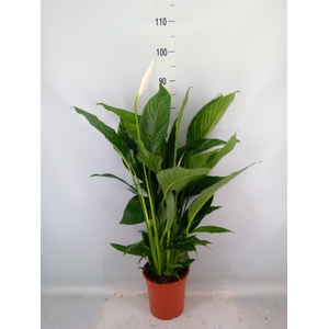Spathiphyllum  'Sweet Lauretta'