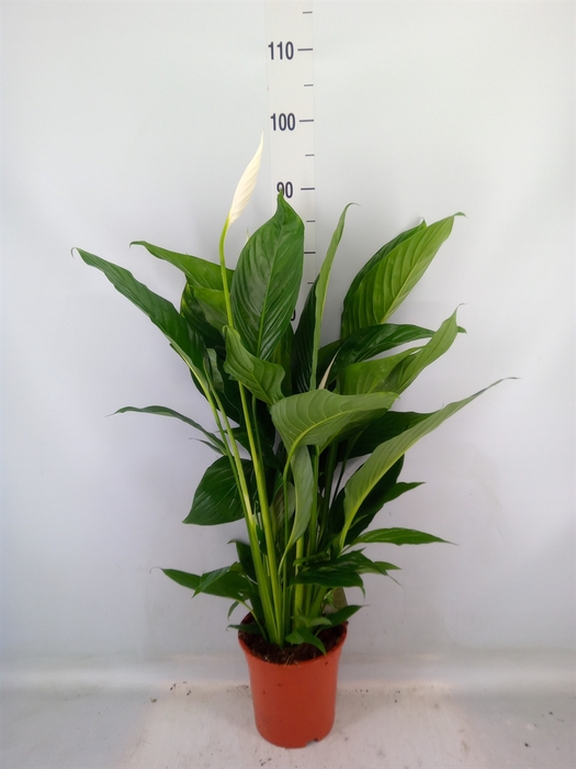 <h4>Spathiphyllum  'Sweet Lauretta'</h4>