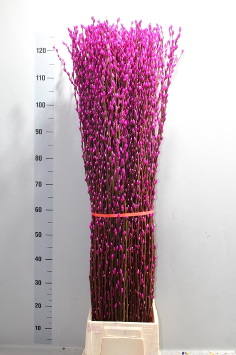 <h4>SALIX SN FLA KLB H%</h4>