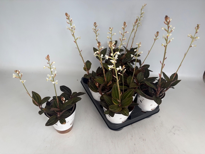 <h4>LUD DISCOLOR</h4>