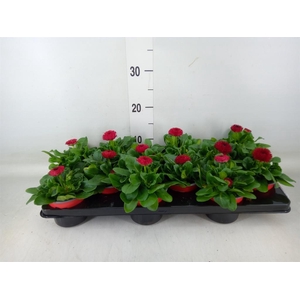 Bellis perennis 'Roggli Red'