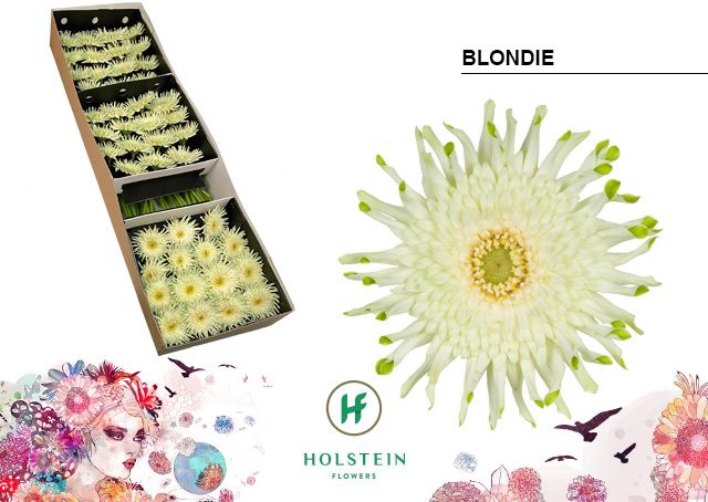 <h4>Gerbera Pasta Blondie Doos</h4>