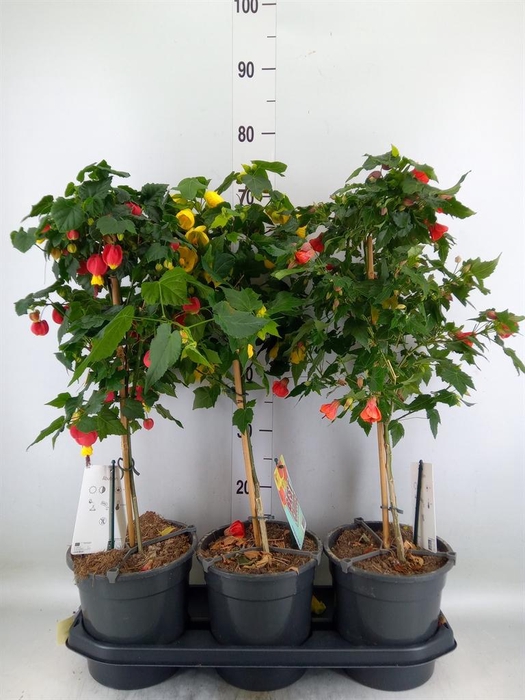 <h4>Abutilon   ...</h4>