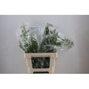 Jasmijn Ranken P Bunch