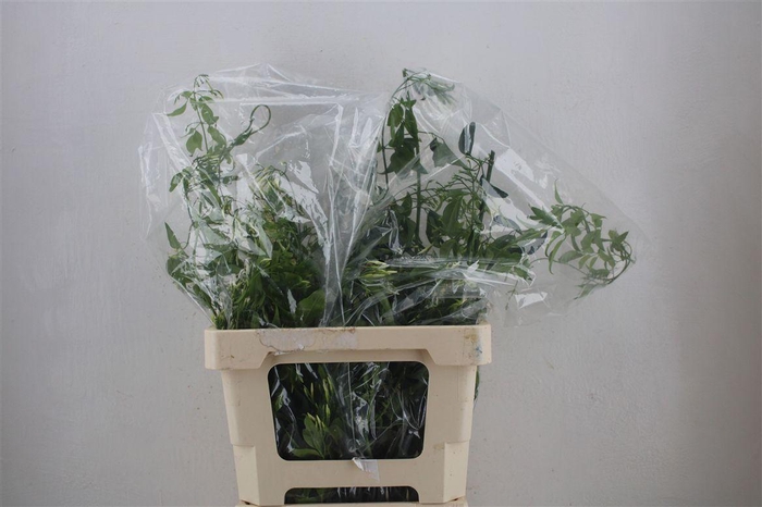 <h4>Jasmijn Ranken P Bunch</h4>
