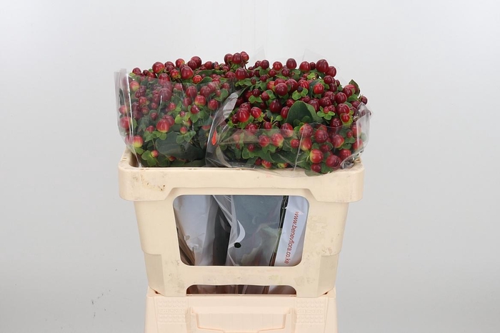 <h4>Hyp Mag Seasons</h4>