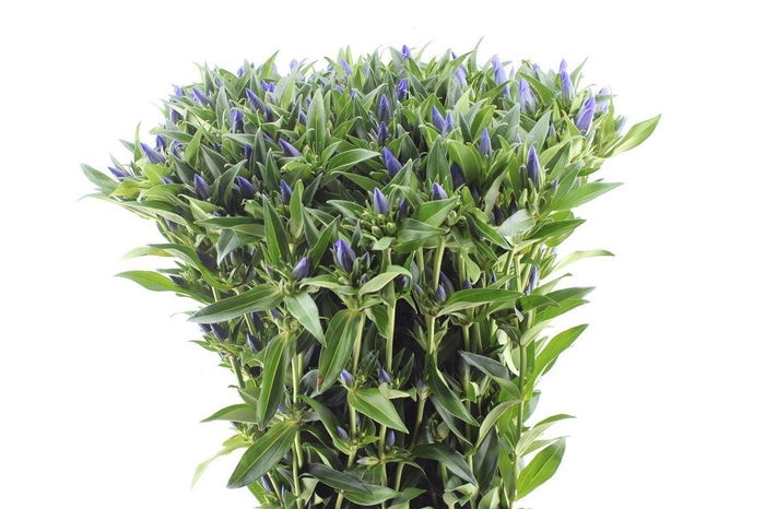 <h4>Gentiana Kagayaki Blue</h4>