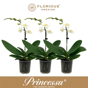 No9 Phalanopsis 1 Tak Wit