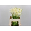 Zantedeschia Eydolls White