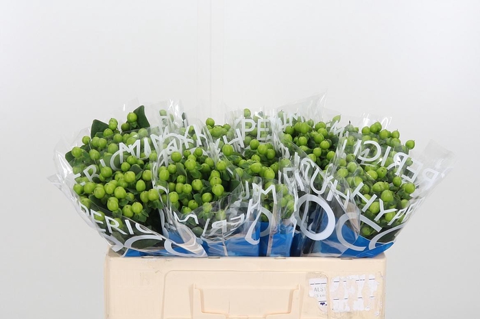 <h4>Hyp Coco Bamboo</h4>