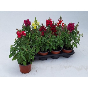 Antirrhinum majus gemengd