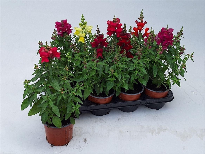 <h4>Antirrhinum majus gemengd</h4>