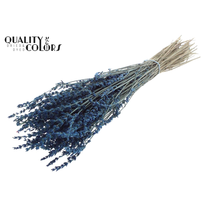 <h4>Lavendel 100gr SUPER Blue per bunch</h4>
